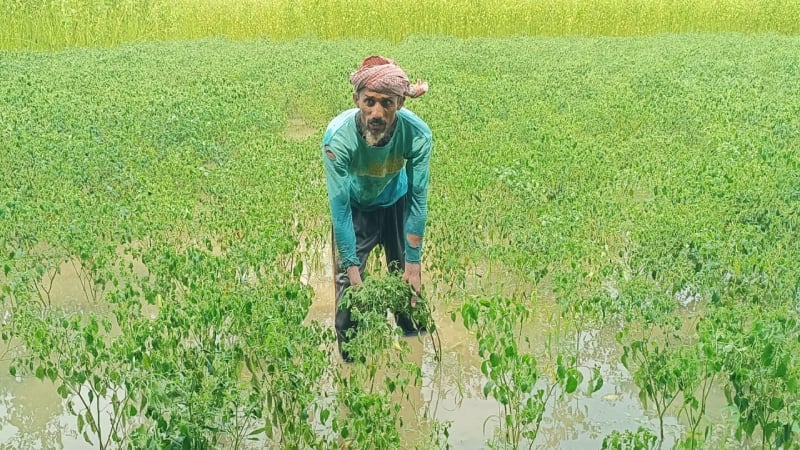অতিবৃষ্টিতে ডুবেছে ফসলের মাঠ, নষ্ট শতাধিক হেক্টর জমির ফসল