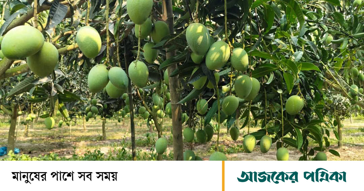 বাড়ছে আমভিত্তিক অর্থনীতি