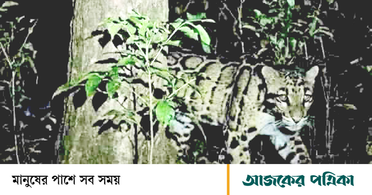 বাঘ আতঙ্কে তিন গ্রামের মানুষ, বিরল প্রাণী বলছে বন বিভাগ