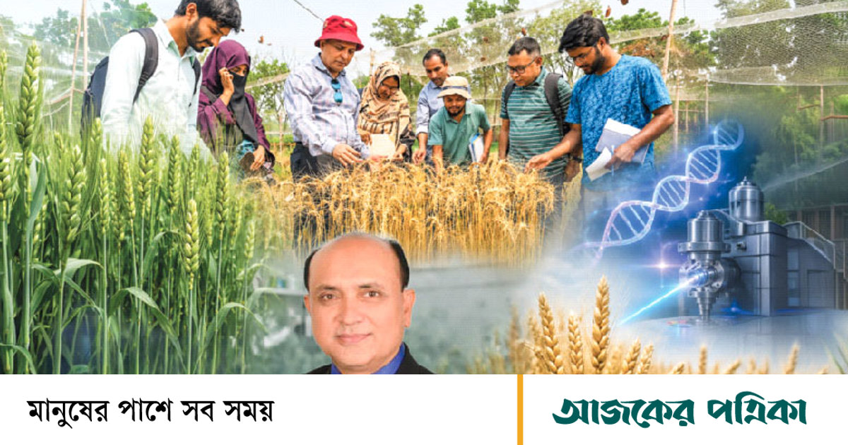 ব্লাস্ট-প্রতিরোধী গমের নতুন প্রজাতি উদ্ভাবন