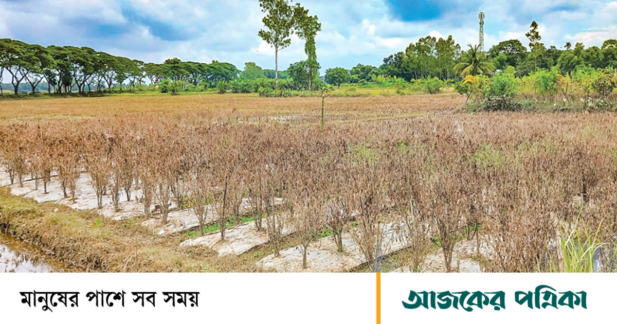 বন্যায় সর্বস্বান্ত কৃষকেরা: ৬ জেলায় ৪০ হাজার হেক্টর জমির ফসলের ক্ষতি
