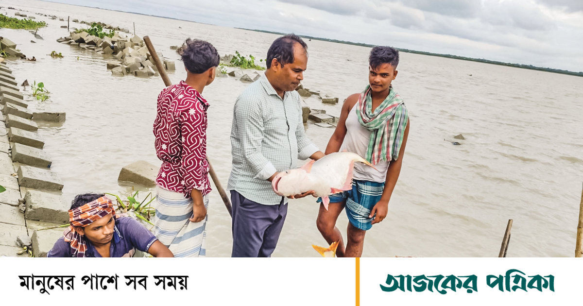 বরিশাল: ভরা মৌসুমেও ইলিশ নেই, জালে বড় বড় পাঙাশ