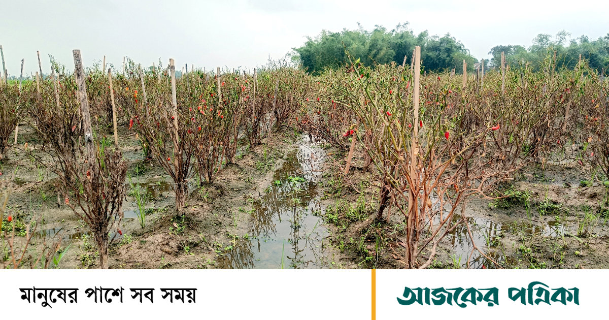 বৃষ্টিতে ডুবছে সবজির খেত, বাজারে বেড়েছে দাম