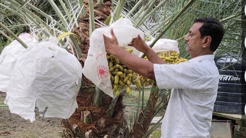 চারটি চারা থেকে ১২ জাতের খেজুর