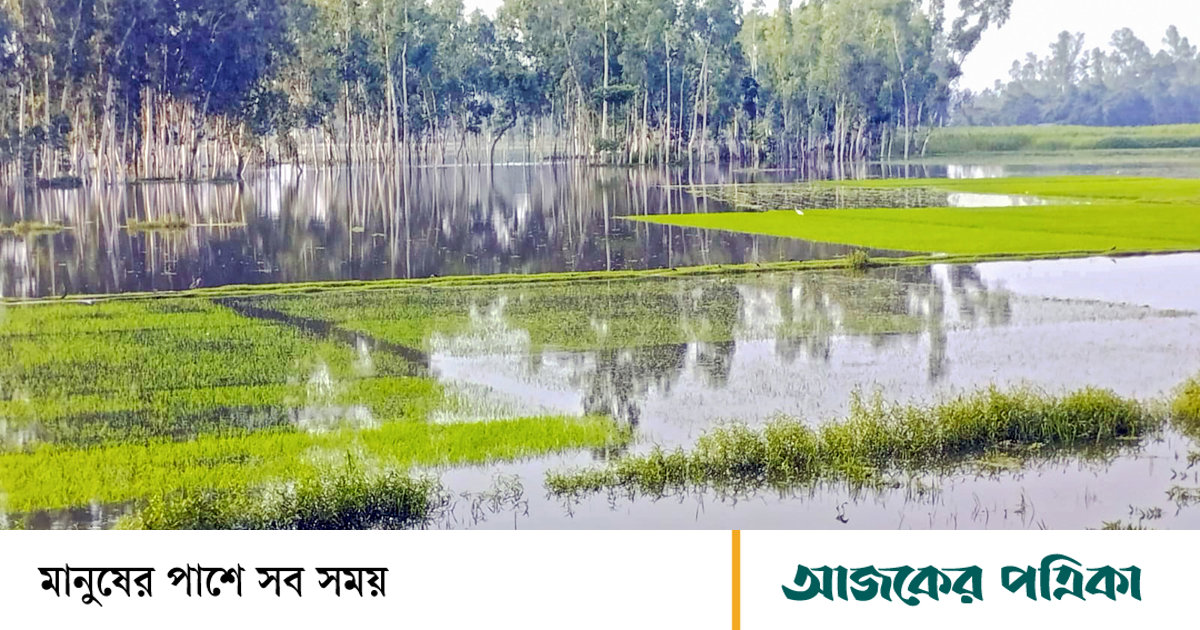 গাইবান্ধা: টানা বৃষ্টিতে আমনের বীজতলা পানির নিচে
