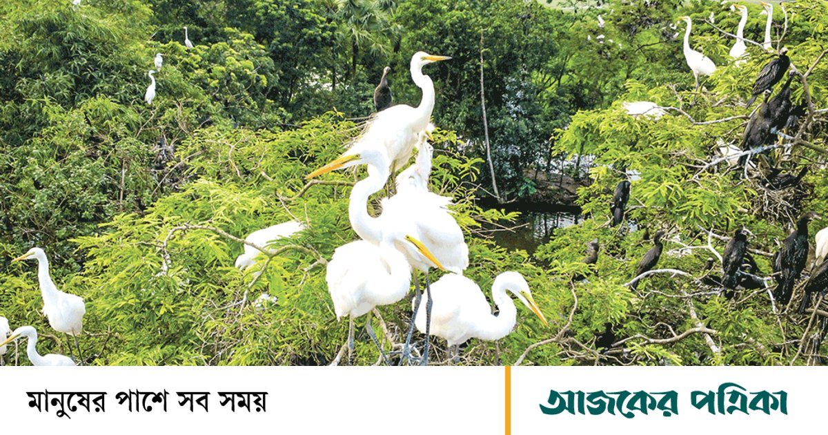 গ্রামটি পাখির অভয়াশ্রম