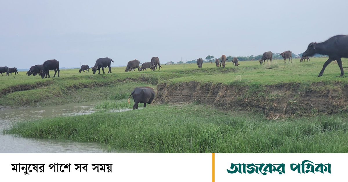 জোয়ারের তোড়ে ভেসে গেল অর্ধশতাধিক মহিষ, ৫ দিনেও মেলেনি খোঁজ