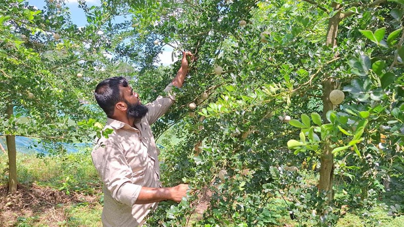 কদবেলে দুই ভাইয়ের ভাগ্য বদল