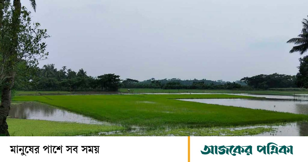 খুলনার মৎস্য ও কৃষি: বৃষ্টিতে ১৪০ কোটি টাকার ক্ষতি