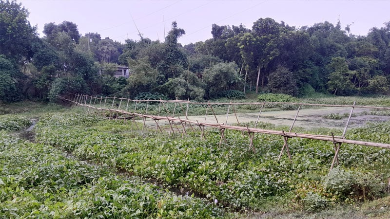 নদী পারাপারে সাঁকো, বর্ষায় স্কুলে যেতে পারে না শিক্ষার্থীরা