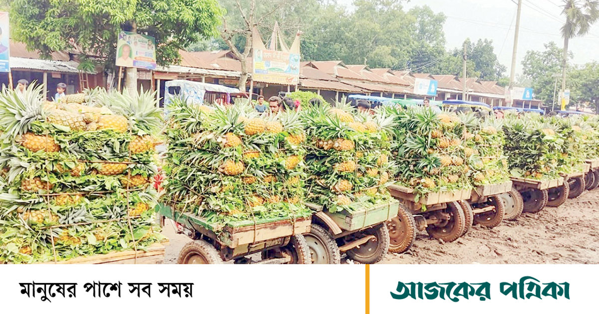 নিরাপদ ফল: মধুপুরের আনারস যাচ্ছে বিদেশে