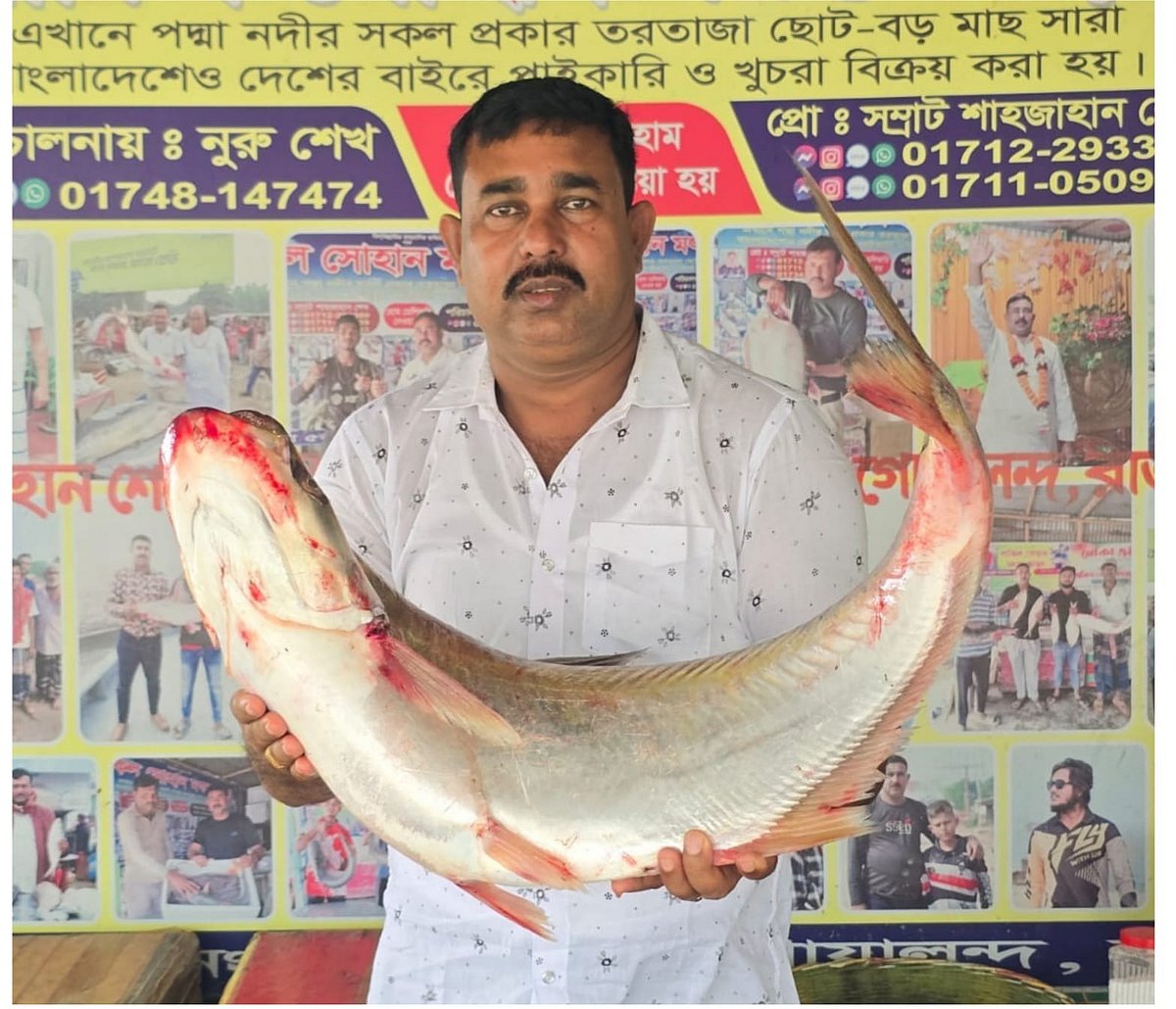 রাজবাড়ীতে পদ্মার দুটি ঢাঁই মাছ বিক্রি হলো ৬৯ হাজার টাকায়