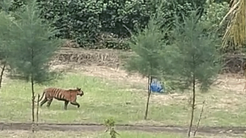 সুন্দরবনে বন অফিসের সামনে বাঘের পদচারণা