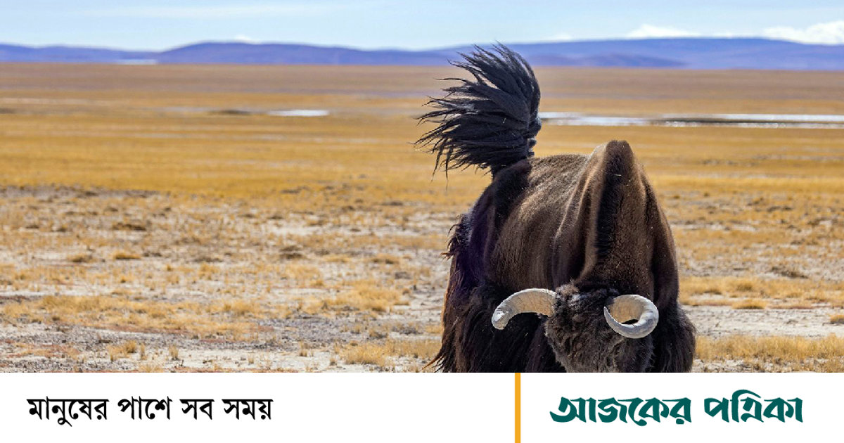 তিব্বতে ক্লোন করা হচ্ছে ‘ইয়াক’—উঠেছে নৈতিকতার প্রশ্নও